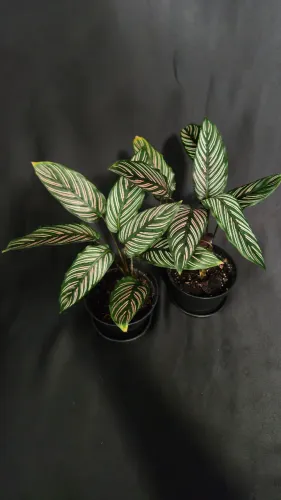Maranta Riscada