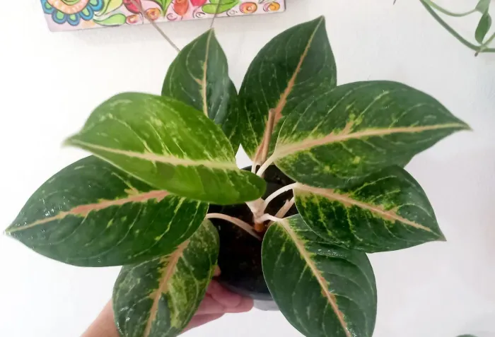 Aglaonema Green Papaya 