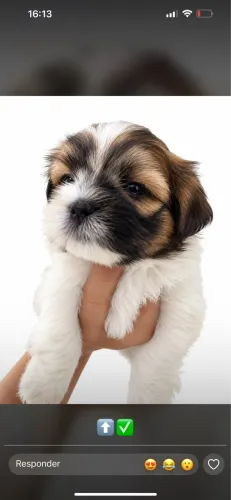 Lhasa apso