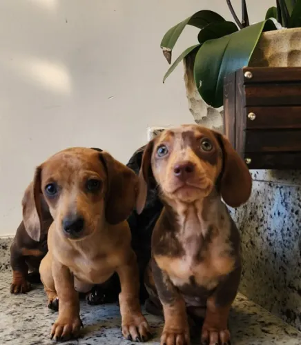 Amorosos Filhotes de Dachshund a Pronta Entrega.