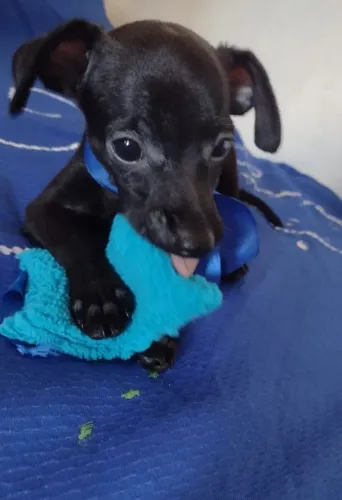 DOA-SE PINSCHER MACHO!!!!! 