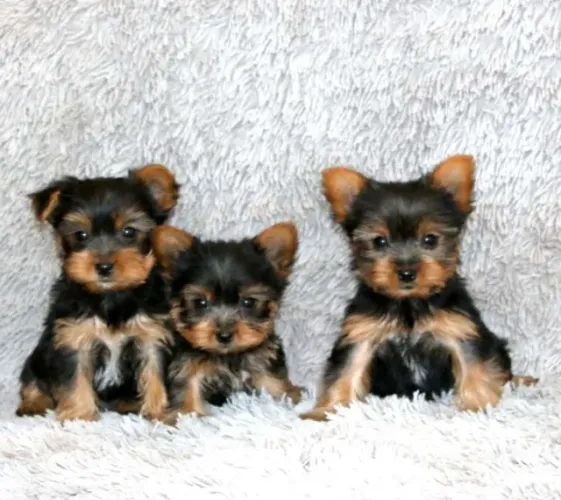Filhotes de Yorkshire Terrier Lindíssimos - Macho e Fêmea Disponíveis!