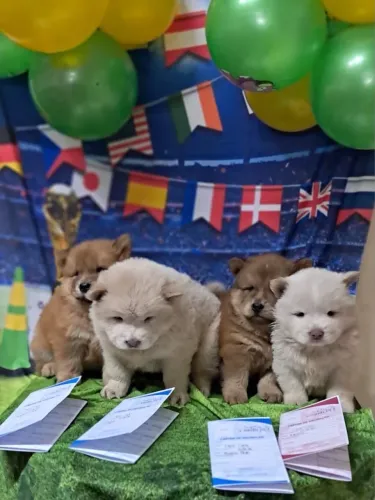 Filhotes de chowchow