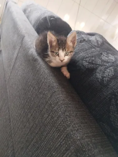 GATINHA FÊMEA DOAÇÃO