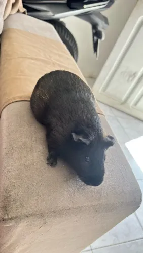 Porquinho da india 