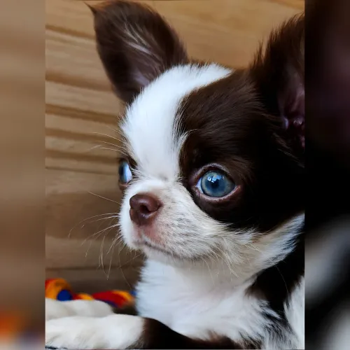 CHIHUAHUA PÊLO LONGO (FOTO REAL). CBKC. Linhagem Russa