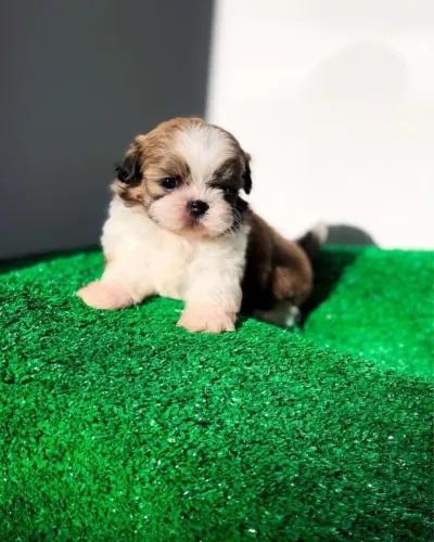 Filhotes de shihtzu