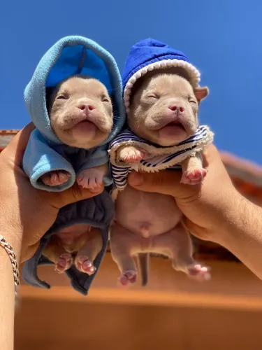 American Bully Micro