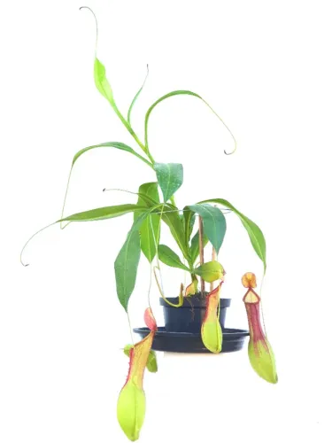 Nepenthes graciliflora