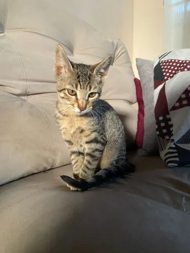 Doa um gatinho 