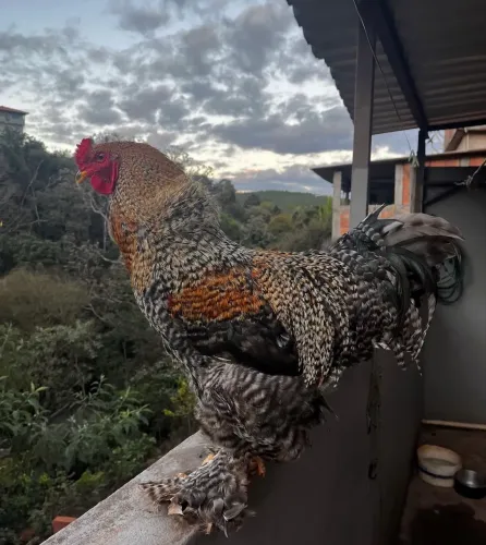 Brahma barrado 