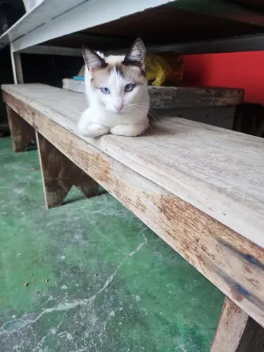 Doa se gatinha
