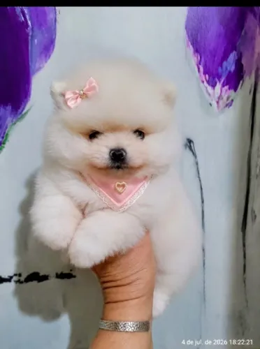 Lulu pamerania Fêmea e Macho