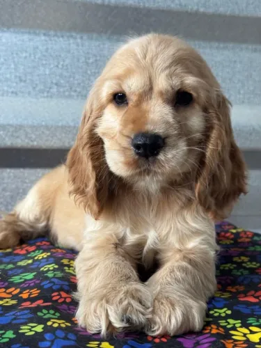 Cocker Spaniel Inglês Fêmea/ presença marcante