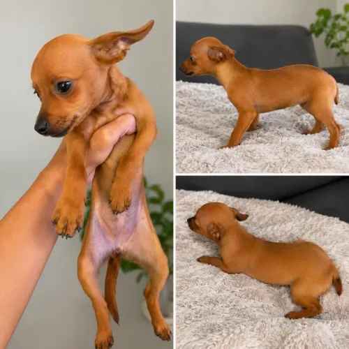 Pinscher Fêmea 0 com 6 meses de vida