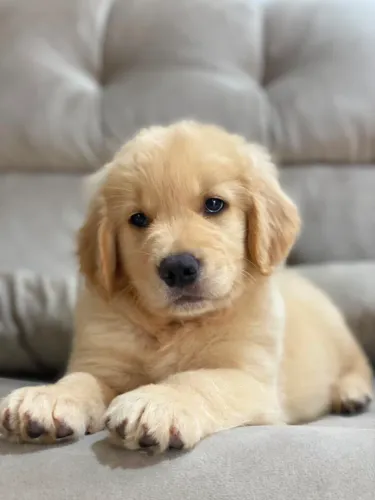 Filhotes de Golden Retriever FOTOS REAIS