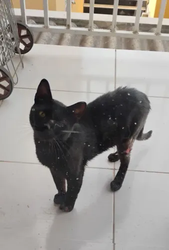 Gato de rua pra adoção 