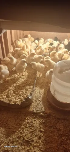 PINTINHOS CAIPIRA