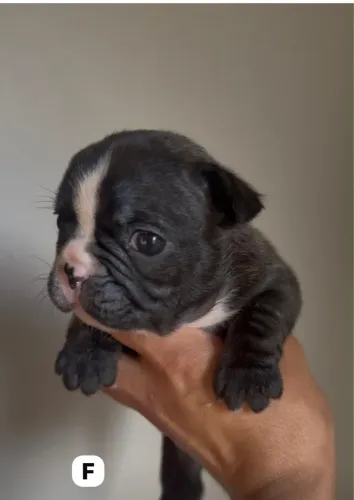 Bulldog francês fêmea