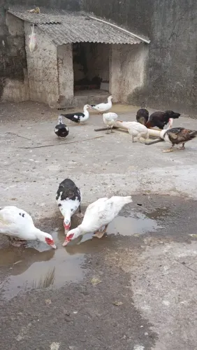 Galos, patos, patas