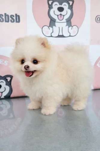 Spitz alemão - lulu da Pomerânia- fêmea com pedigre cbkc
