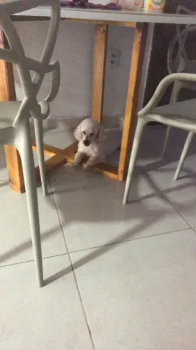 Procura-se namorada para poodle toy