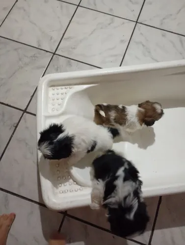 Vende se três filhotes de Shitzu