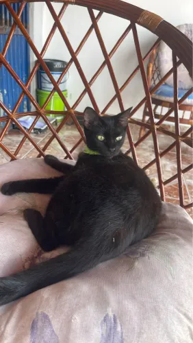 Doa-se gatinha