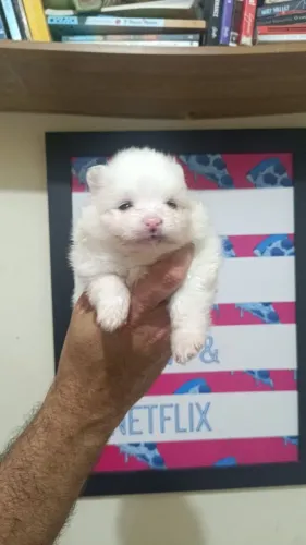 Cachorro Spitiz
