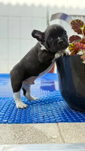 Bulldog francês brincalhão 