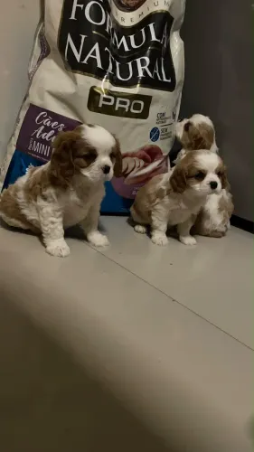 Cavalier fotos reais envio vídeo pais no local
