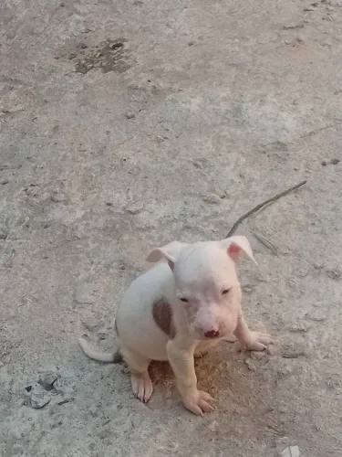Ultimo filhote de pitbul