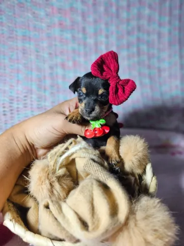 Bebezinho Pinscher/Pincher linhagem selecionada dócil saudável contrato