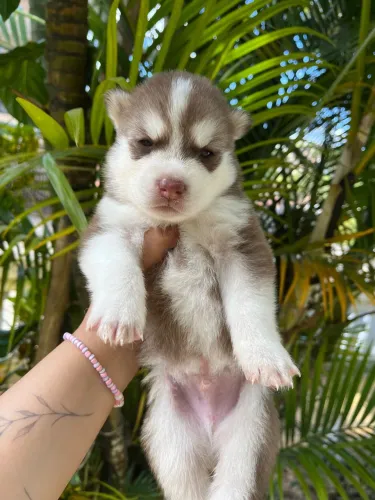 Filhote de husky