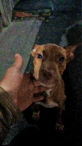 Pit Bull 