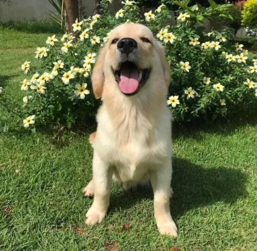 Dog* golden retriever filhotes machos e fêmeas 