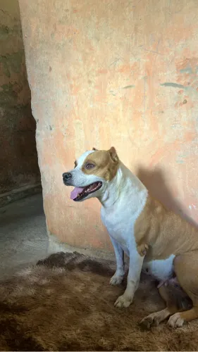Pit bull