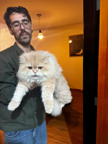 Gato Persa Show Type (Pareador)