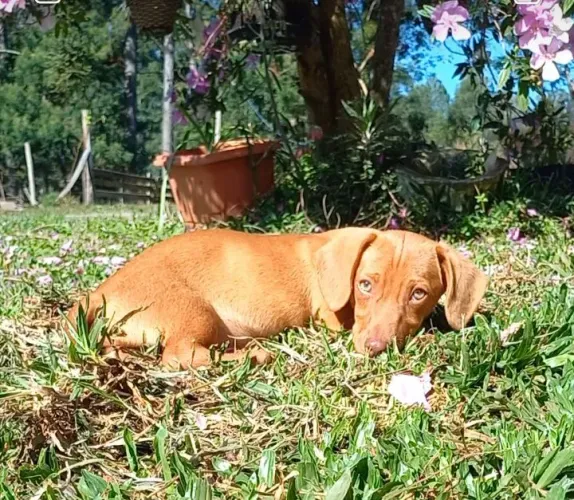 Daschund