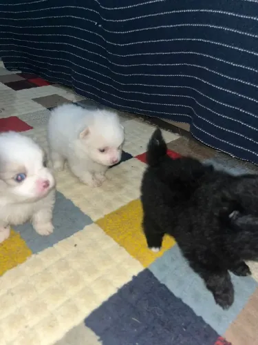 Cachorro de raça
