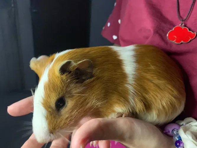 PORQUINHO DA ÍNDIA COM UM ANO DE VIDA