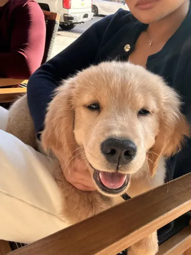 Golden Retriever charmoso 