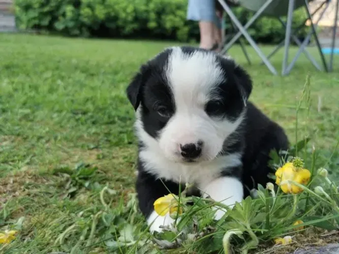 Cachorro filhote Border Collie pelagem densa e dócil com contrato