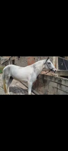 Cavalo inteiro 