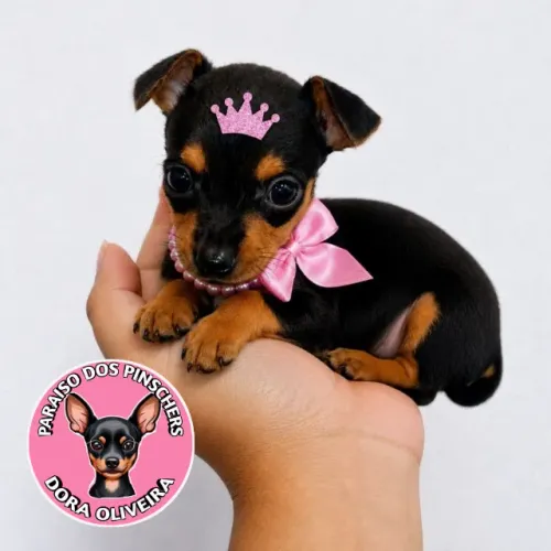 PINSCHER FILHOTES 