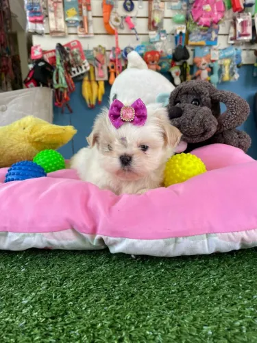 Shihtzu fêmea branca vacinada 