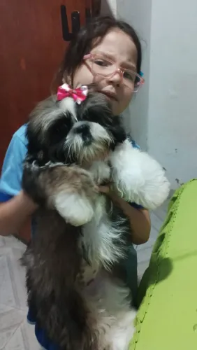 Shitzu fêmea  2 meses 