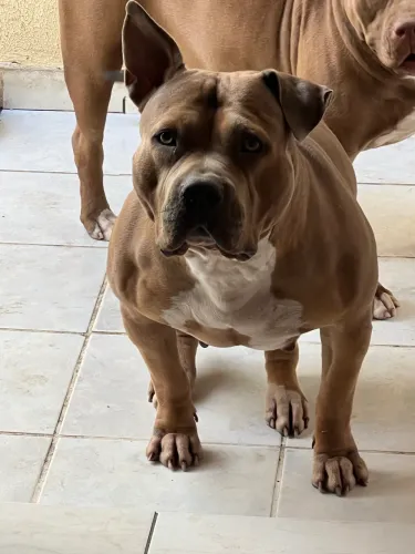 Doação pit monster