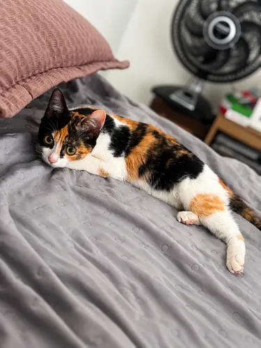 Doação de gatas