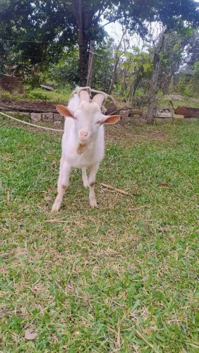 Vendo cabrito 